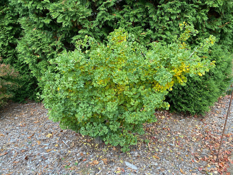 - Ginkgo biloba 'Bernheim Broom' Dwarf Male Ginkgo Tree - Mr Maple │ Buy Japanese Maple Trees