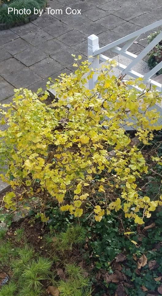 - Ginkgo biloba 'Bernheim Broom' Dwarf Male Ginkgo Tree - Mr Maple │ Buy Japanese Maple Trees