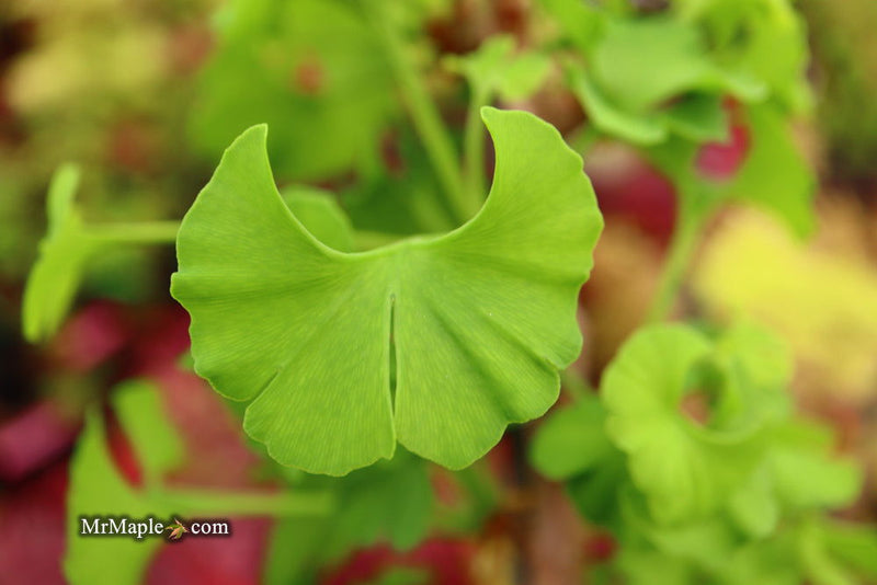 - Ginkgo biloba 'Bernheim Broom' Dwarf Male Ginkgo Tree - Mr Maple │ Buy Japanese Maple Trees