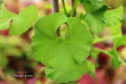 - Ginkgo biloba 'Bernheim Broom' Dwarf Male Ginkgo Tree - Mr Maple │ Buy Japanese Maple Trees