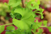 - Ginkgo biloba 'Bernheim Broom' Dwarf Male Ginkgo Tree - Mr Maple │ Buy Japanese Maple Trees