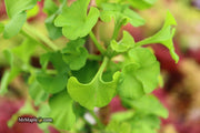 - Ginkgo biloba 'Bernheim Broom' Dwarf Male Ginkgo Tree - Mr Maple │ Buy Japanese Maple Trees