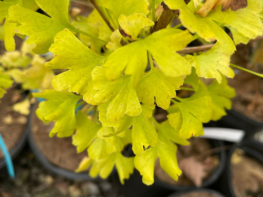 - Ginkgo biloba 'Bishop' Narrow Male Ginkgo Tree - Mr Maple │ Buy Japanese Maple Trees