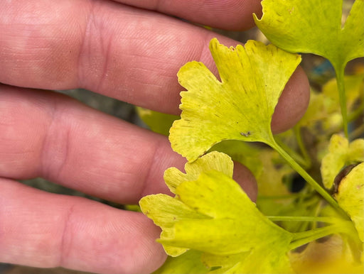 - Ginkgo biloba 'Bishop' Narrow Male Ginkgo Tree - Mr Maple │ Buy Japanese Maple Trees