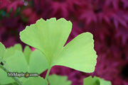 - Ginkgo biloba 'Blagon' - Mr Maple │ Buy Japanese Maple Trees