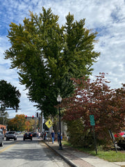 - Ginkgo biloba 'Bryson City' Narrow Vase Ginkgo Tree - Mr Maple │ Buy Japanese Maple Trees