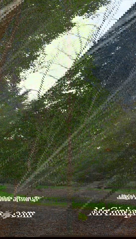 - Ginkgo biloba 'Bryson City' Narrow Vase Ginkgo Tree - Mr Maple │ Buy Japanese Maple Trees