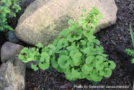 - Ginkgo biloba 'Buddy' Dwarf Male Ginkgo Tree - Mr Maple │ Buy Japanese Maple Trees