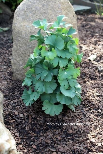 - Ginkgo biloba 'Buddy' Dwarf Male Ginkgo Tree - Mr Maple │ Buy Japanese Maple Trees