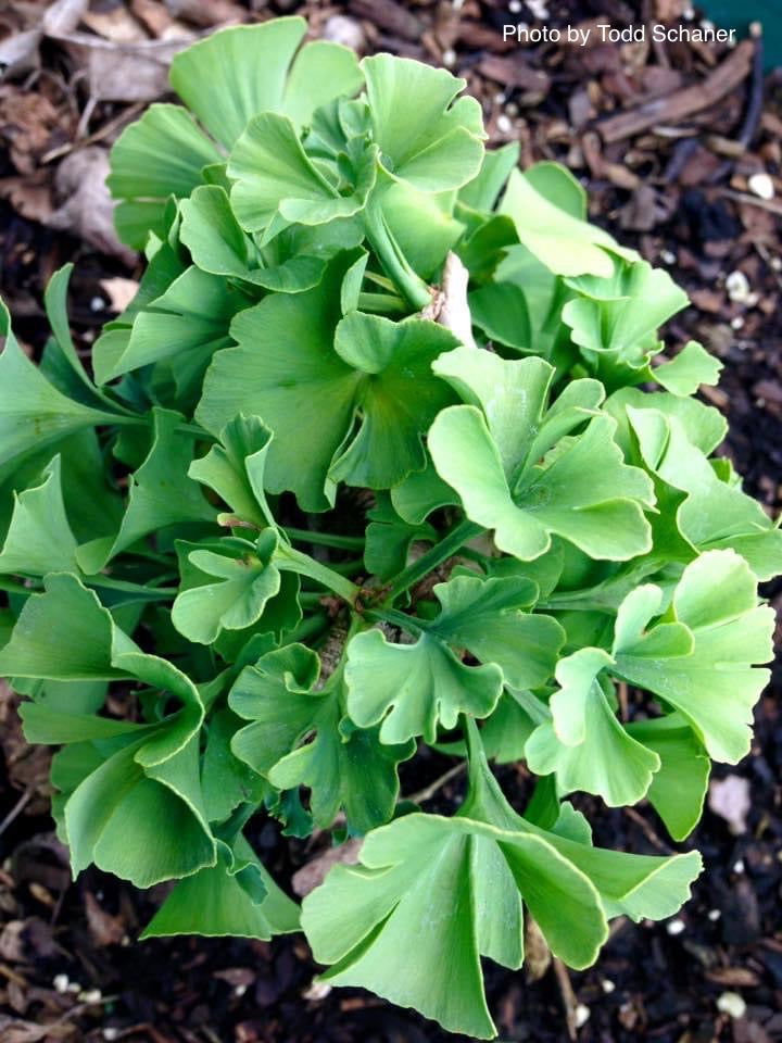 - Ginkgo biloba 'Buddy' Dwarf Male Ginkgo Tree - Mr Maple │ Buy Japanese Maple Trees