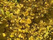 - Ginkgo biloba 'Buddy' Dwarf Male Ginkgo Tree - Mr Maple │ Buy Japanese Maple Trees