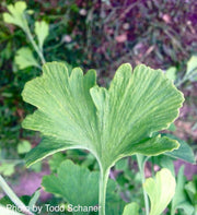 - Ginkgo biloba 'Bullwinkle' Male Spreading Dwarf Ginkgo Tree - Mr Maple │ Buy Japanese Maple Trees