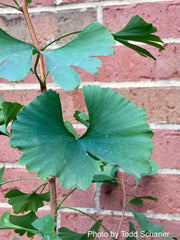 - Ginkgo biloba 'Bullwinkle' Male Spreading Dwarf Ginkgo Tree - Mr Maple │ Buy Japanese Maple Trees