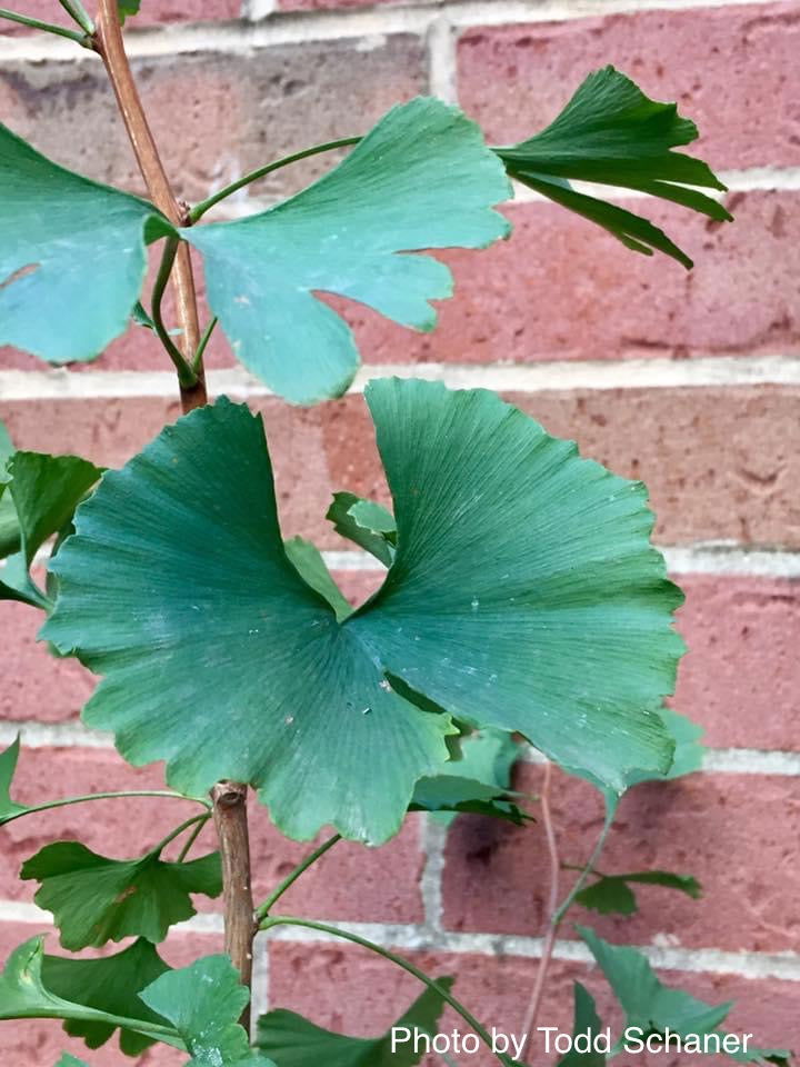 - Ginkgo biloba 'Bullwinkle' Male Spreading Dwarf Ginkgo Tree - Mr Maple │ Buy Japanese Maple Trees