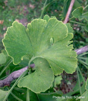 - Ginkgo biloba 'Bullwinkle' Male Spreading Dwarf Ginkgo Tree - Mr Maple │ Buy Japanese Maple Trees