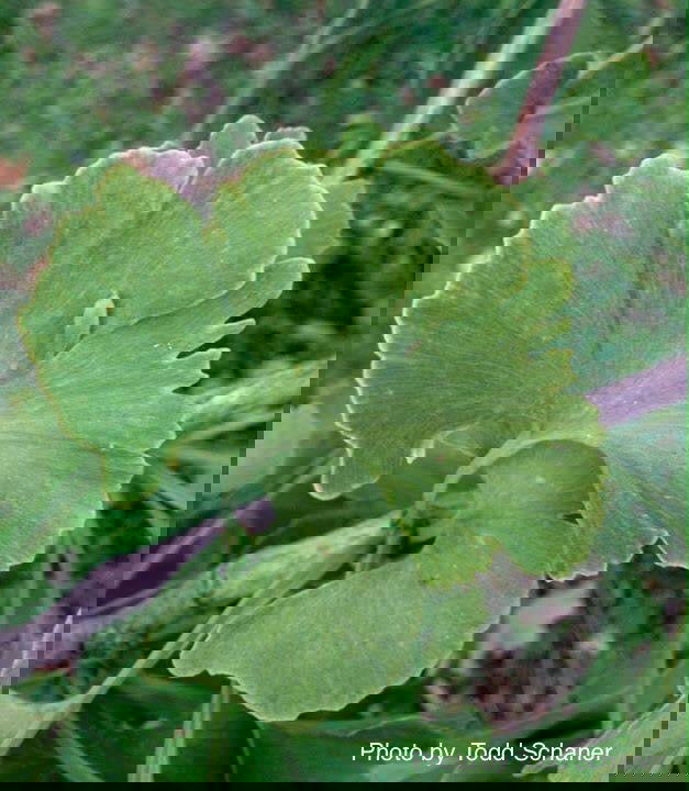 - Ginkgo biloba 'Bullwinkle' Male Spreading Dwarf Ginkgo Tree - Mr Maple │ Buy Japanese Maple Trees