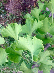 - Ginkgo biloba 'Bullwinkle' Male Spreading Dwarf Ginkgo Tree - Mr Maple │ Buy Japanese Maple Trees