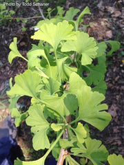 - Ginkgo biloba 'Bullwinkle' Male Spreading Dwarf Ginkgo Tree - Mr Maple │ Buy Japanese Maple Trees