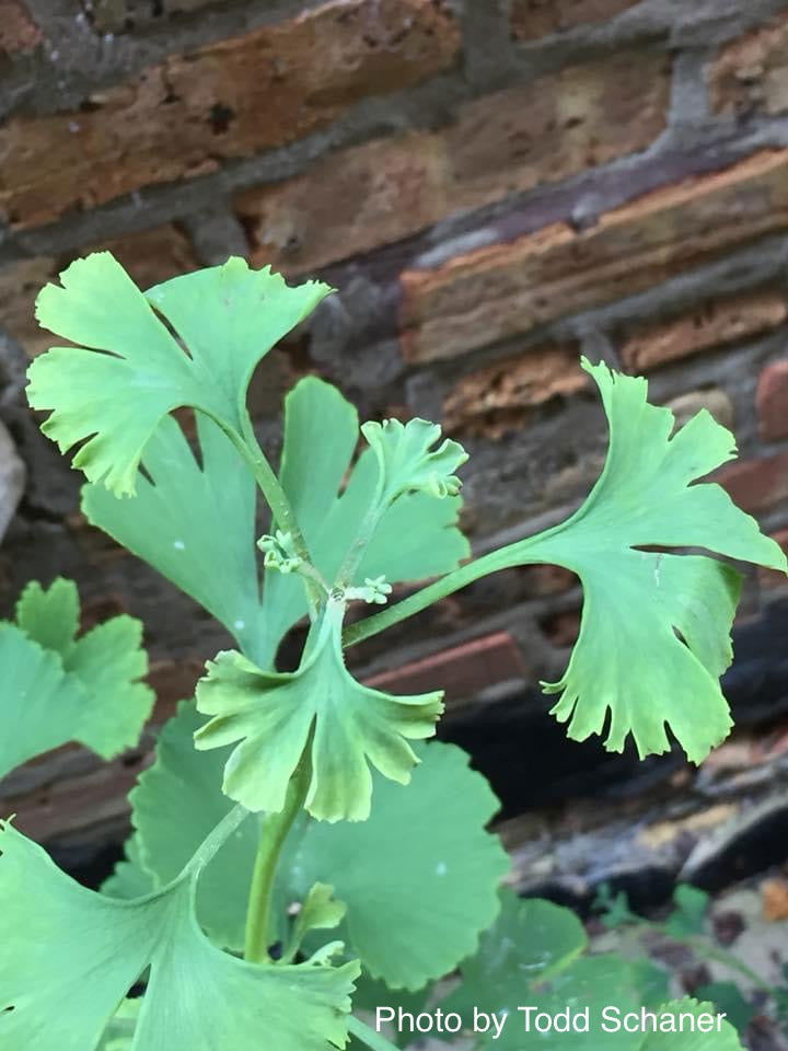 - Ginkgo biloba 'Bullwinkle' Male Spreading Dwarf Ginkgo Tree - Mr Maple │ Buy Japanese Maple Trees