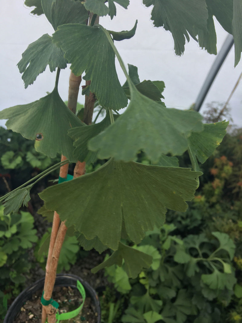 - Ginkgo biloba 'Bullwinkle' Male Spreading Dwarf Ginkgo Tree - Mr Maple │ Buy Japanese Maple Trees
