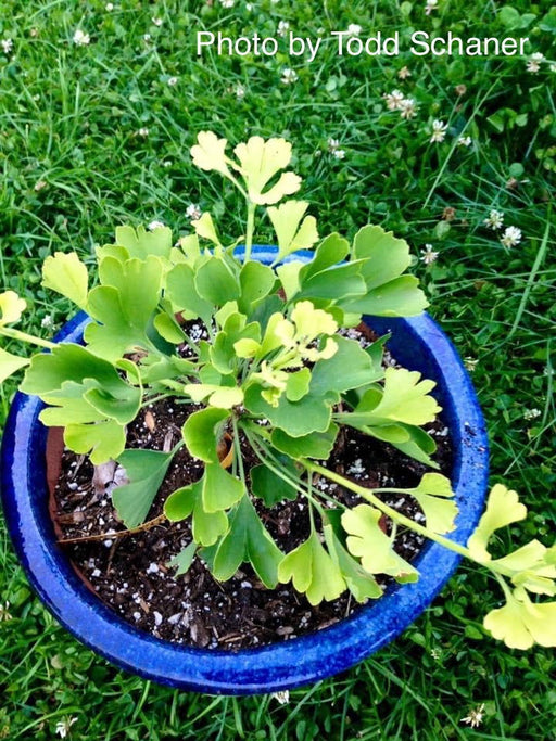 - Ginkgo biloba 'Bush Form' Dwarf Male Ginkgo Tree - Mr Maple │ Buy Japanese Maple Trees