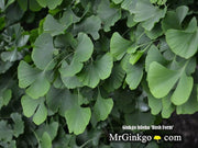 - Ginkgo biloba 'Bush Form' Dwarf Male Ginkgo Tree - Mr Maple │ Buy Japanese Maple Trees