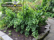 - Ginkgo biloba 'Bush Form' Dwarf Male Ginkgo Tree - Mr Maple │ Buy Japanese Maple Trees