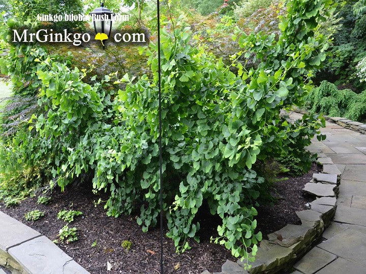 - Ginkgo biloba 'Bush Form' Dwarf Male Ginkgo Tree - Mr Maple │ Buy Japanese Maple Trees