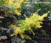 - Ginkgo biloba 'Bush Form' Dwarf Male Ginkgo Tree - Mr Maple │ Buy Japanese Maple Trees
