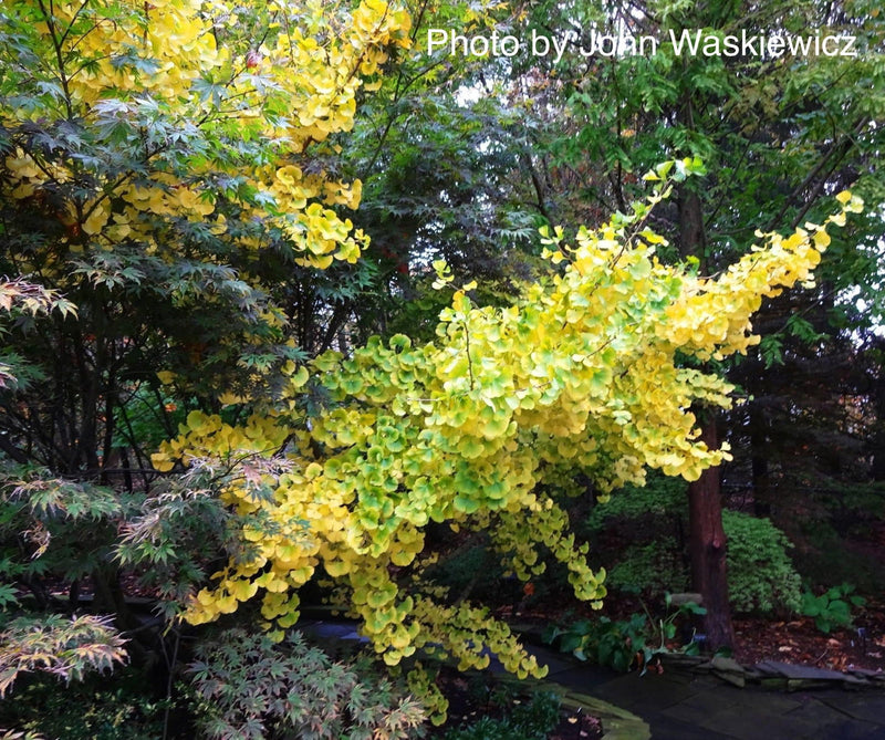 - Ginkgo biloba 'Bush Form' Dwarf Male Ginkgo Tree - Mr Maple │ Buy Japanese Maple Trees