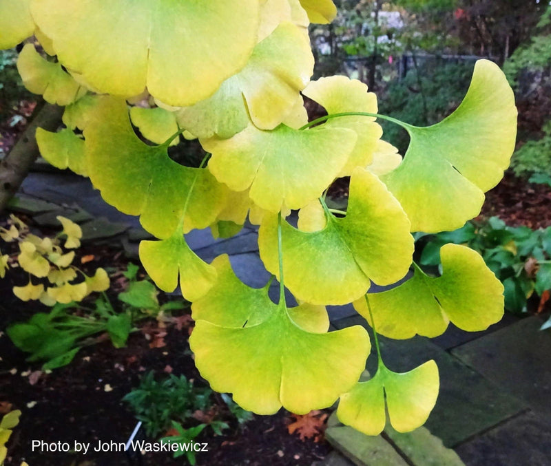 - Ginkgo biloba 'Bush Form' Dwarf Male Ginkgo Tree - Mr Maple │ Buy Japanese Maple Trees