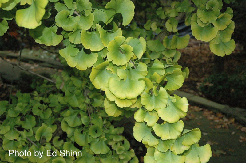 - Ginkgo biloba 'Bush Form' Dwarf Male Ginkgo Tree - Mr Maple │ Buy Japanese Maple Trees