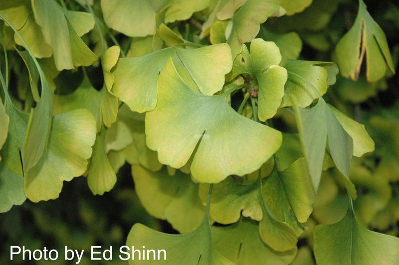 - Ginkgo biloba 'Bush Form' Dwarf Male Ginkgo Tree - Mr Maple │ Buy Japanese Maple Trees