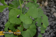 - Ginkgo biloba 'Bush Form' Dwarf Male Ginkgo Tree - Mr Maple │ Buy Japanese Maple Trees