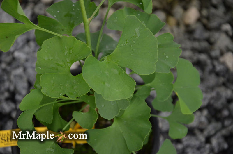 - Ginkgo biloba 'Bush Form' Dwarf Male Ginkgo Tree - Mr Maple │ Buy Japanese Maple Trees