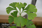 - Ginkgo biloba 'Bush Form' Dwarf Male Ginkgo Tree - Mr Maple │ Buy Japanese Maple Trees