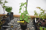 - Ginkgo biloba 'Bush Form' Dwarf Male Ginkgo Tree - Mr Maple │ Buy Japanese Maple Trees