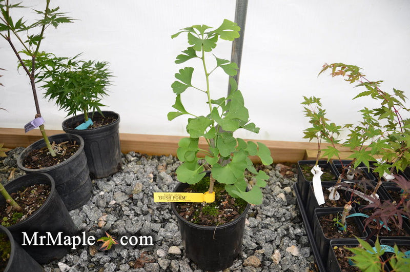 - Ginkgo biloba 'Bush Form' Dwarf Male Ginkgo Tree - Mr Maple │ Buy Japanese Maple Trees