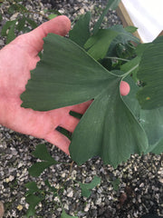 - Ginkgo biloba 'Camden Columnar' Narrow Male Ginkgo Tree - Mr Maple │ Buy Japanese Maple Trees