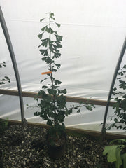 - Ginkgo biloba 'Canopy' Broad Spreading Upright Male Ginkgo Tree - Mr Maple │ Buy Japanese Maple Trees