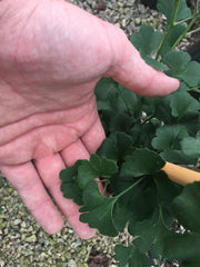 - Ginkgo biloba 'Chase Manhattan' Tiny Leaf Male Ginkgo Tree - Mr Maple │ Buy Japanese Maple Trees