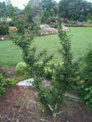 - Ginkgo biloba 'Chase Manhattan' Tiny Leaf Male Ginkgo Tree - Mr Maple │ Buy Japanese Maple Trees