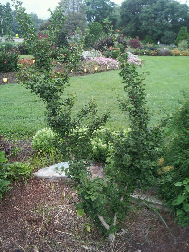 - Ginkgo biloba 'Chase Manhattan' Tiny Leaf Male Ginkgo Tree - Mr Maple │ Buy Japanese Maple Trees