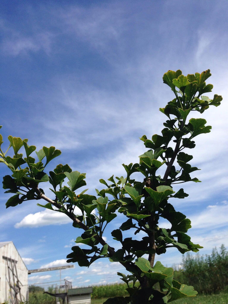 - Ginkgo biloba 'Chase Manhattan' Tiny Leaf Male Ginkgo Tree - Mr Maple │ Buy Japanese Maple Trees