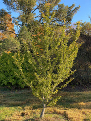- Ginkgo biloba 'Chase Manhattan' Tiny Leaf Male Ginkgo Tree - Mr Maple │ Buy Japanese Maple Trees