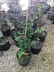 - Ginkgo biloba 'Chase Manhattan' Tiny Leaf Male Ginkgo Tree - Mr Maple │ Buy Japanese Maple Trees