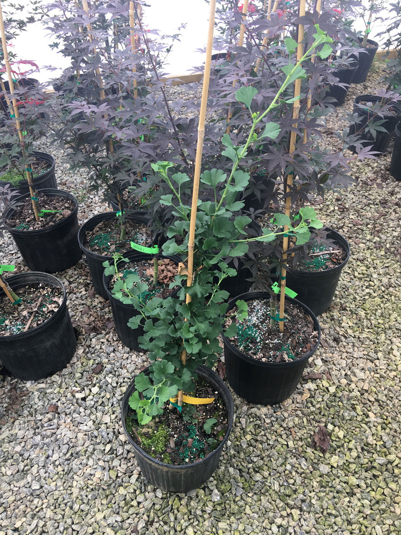 - Ginkgo biloba 'Chase Manhattan' Tiny Leaf Male Ginkgo Tree - Mr Maple │ Buy Japanese Maple Trees