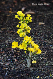 - Ginkgo biloba 'Chase Manhattan' Tiny Leaf Male Ginkgo Tree - Mr Maple │ Buy Japanese Maple Trees