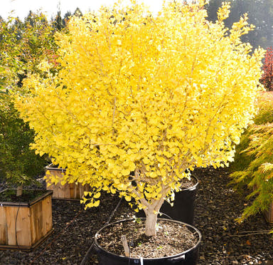 - Ginkgo biloba 'Chi-chi' Ginkgo Tree - Mr Maple │ Buy Japanese Maple Trees