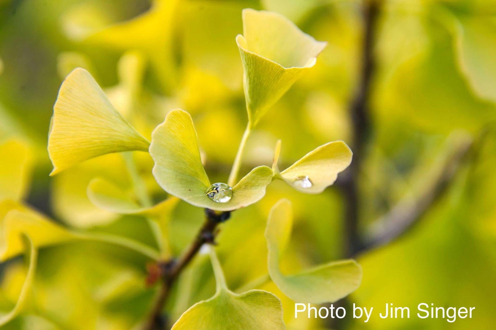 Buy Ginkgo biloba 'Chi-chi' Ginkgo Tree — Mr Maple │ Buy Japanese Maple ...